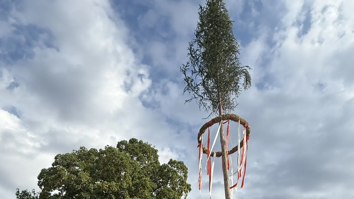 Der Festbaum bei der Aufstellung im letzten Jahr