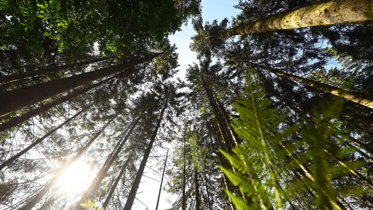 Der Schwarzwald bietet immer mehr Spaniern und Italienern eine attraktive Urlaubsalternative mit milderen Temperaturen. (Symbolbild)