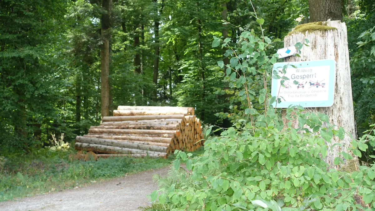 Geht man durch den Wald am Stockenberg, sieht man immer wieder gefällte Baumstämme am Wegesrand liegen. Manch ein Spaziergänger fragt sich: „Was ist da los?“