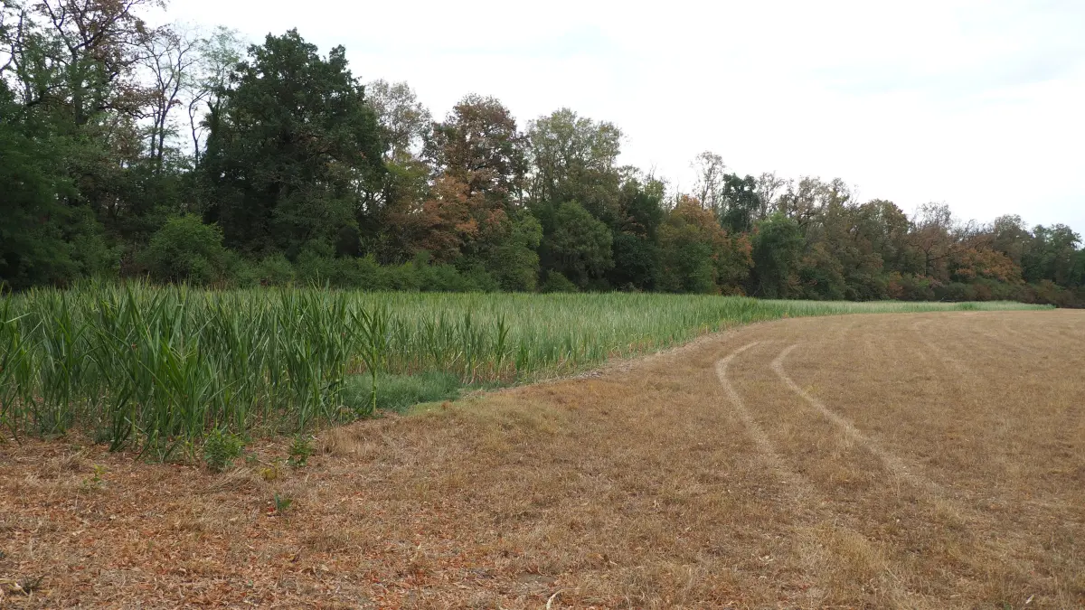 Der Waldrand soll in Eimeldingen strukturreicher werden.