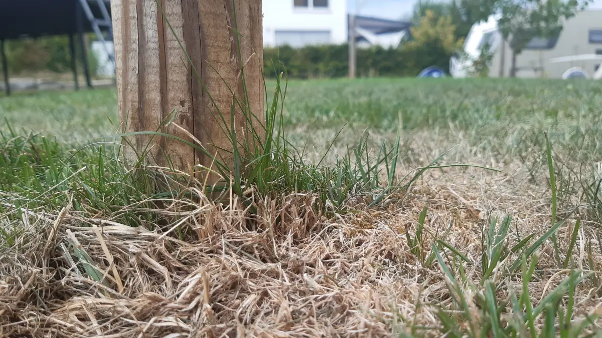 Auch ein Rasen in einem Garten auf dem Wimberg leidet unter der Trockenheit und Hitze.