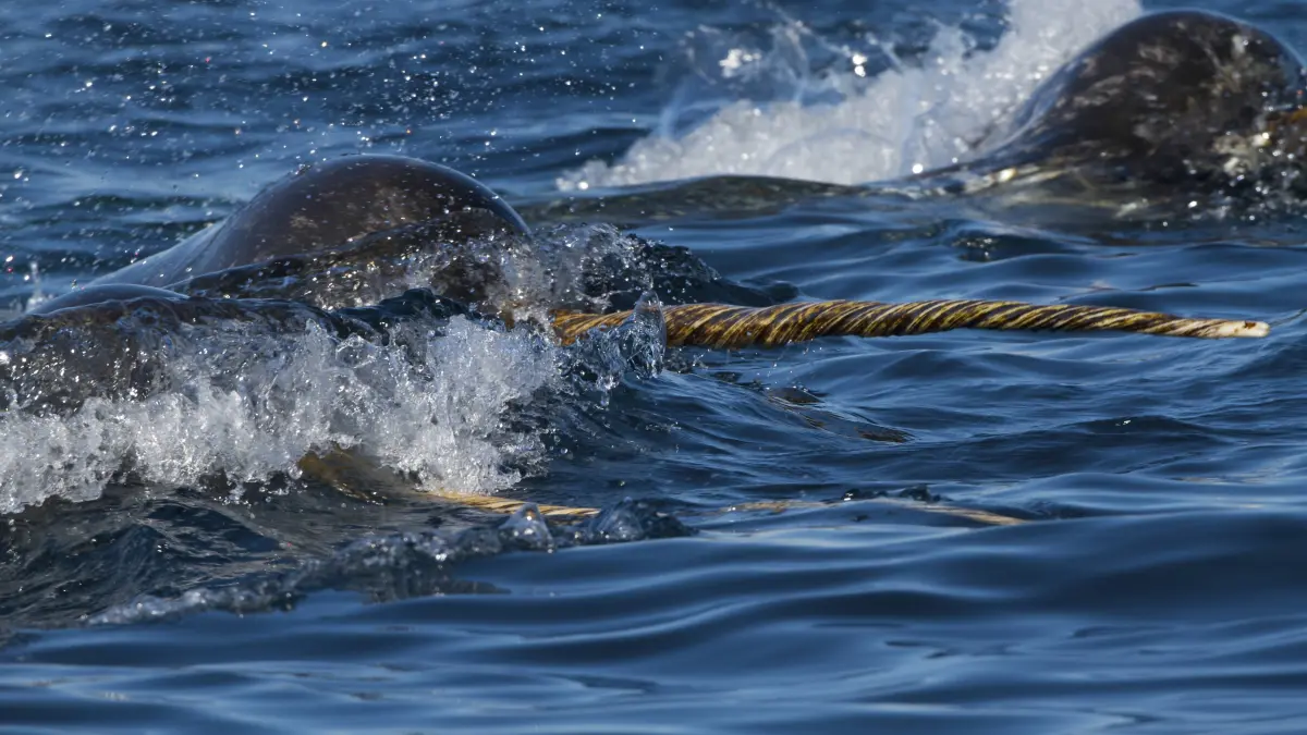 Der Zahn des Narwals ist im Tierreich einzigartig. Denn während andere lange Zähne – etwa die Stosszähne von Elefanten, Walrossen oder auch die Schneidezähne von Bibern – eine Krümmung beschreiben, wächst der männliche Narwalzahn schraubenförmig nach vorne.
