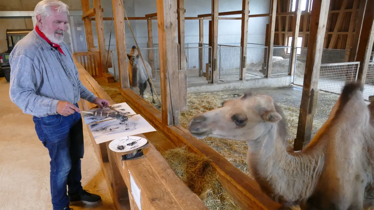 Wolfram Paul im Freizeitpark Rotfelden, bei den Kamelen
