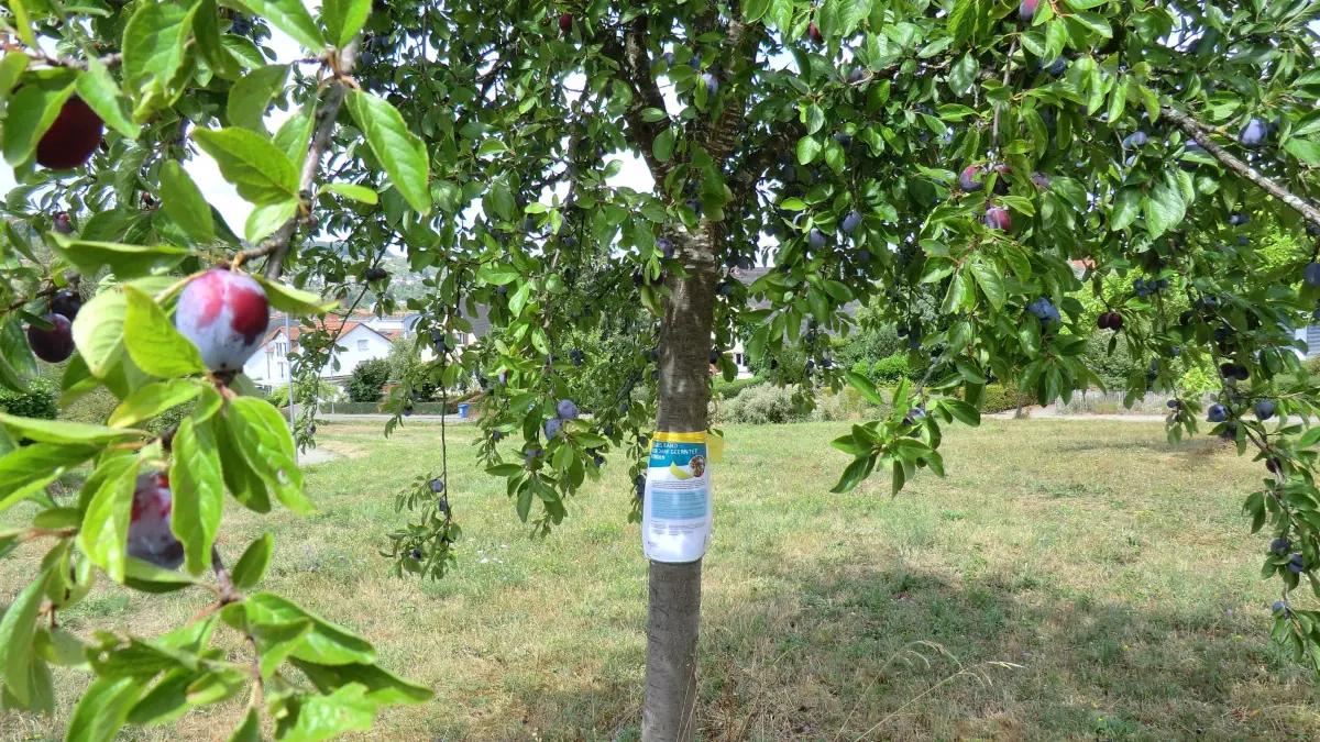 Mit diesem Band sind derzeit Obstbäume im Stadtgebiet von Lörrach markiert. Für die Bürger bedeutet dies, dass das Ernten der reifen Früchte erlaubt und ausdrücklich erwünscht ist.