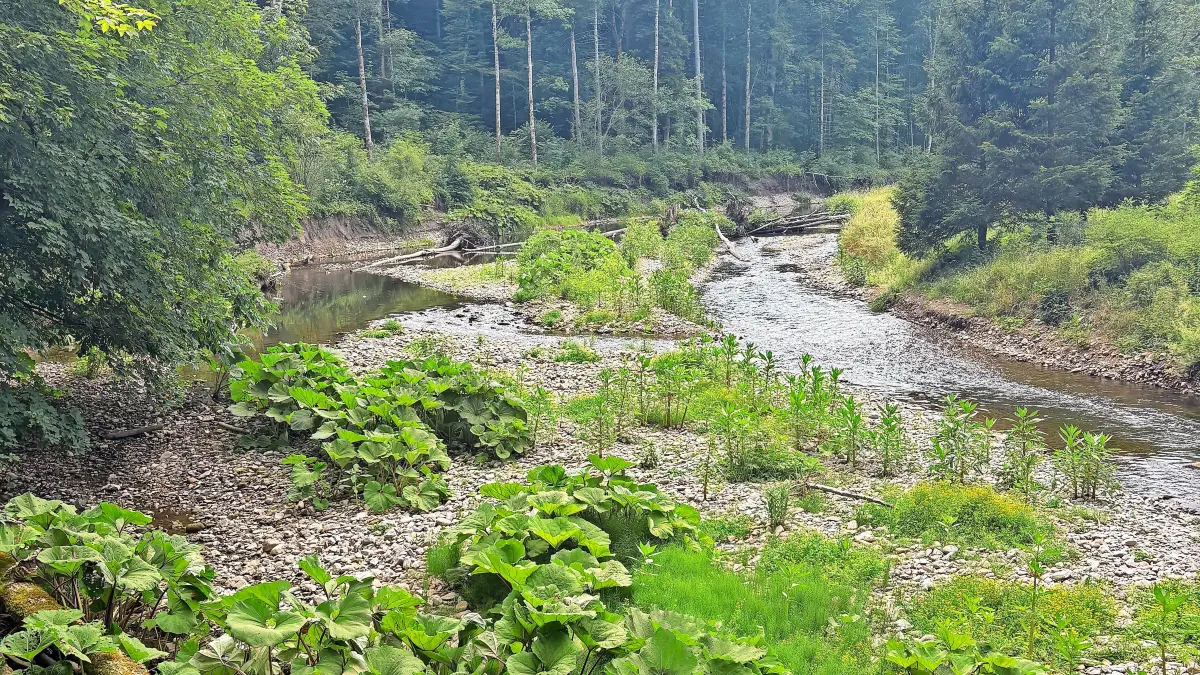 An manchen Stellen fällt die Wutach trocken, das ist in jedem Jahr so – aktuell jedoch sehr ausgeprägt.