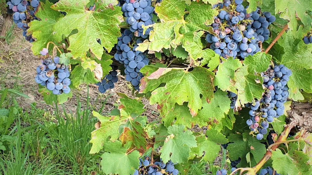 In einer Kulturlandschaft wie dem Rebland, in dem an den Rebstöcken die Trauben für den nächsten Weinjahrgang reifen, zu wandern, ist ein vorzügliches Erlebnis (Symbolfoto).