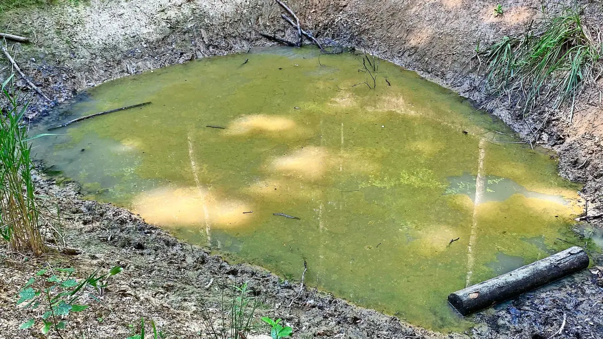 Dieses Erdloch im Kippenheimer Wald wurde von der Feuerwehr am Montagabend mit Wasser befüllt. Aufgenommen wurde das Bild am Donnerstagmittag – die Tiere haben sich bereits kräftig an der Trinkstelle bedient.