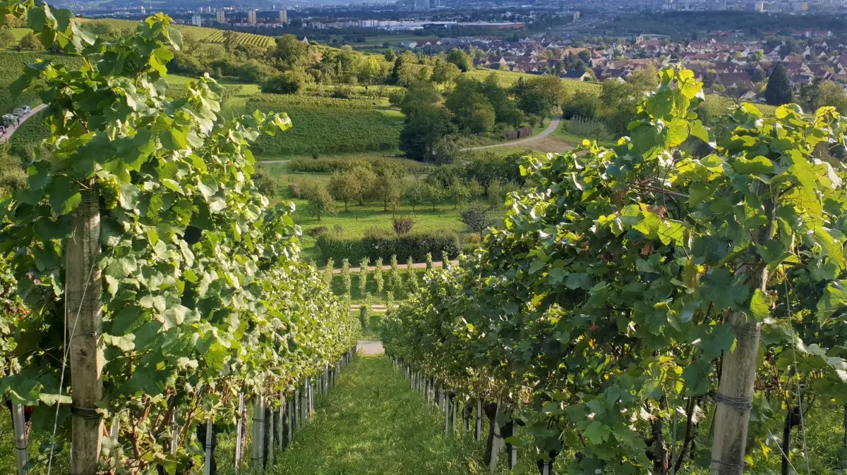 Die Weinlese beginnt aufgrund der warmen und trockenen Witterung früher als in vielen vergangenen Jahren. Die hiesigen Winzer bitten um Rücksichtnahme.