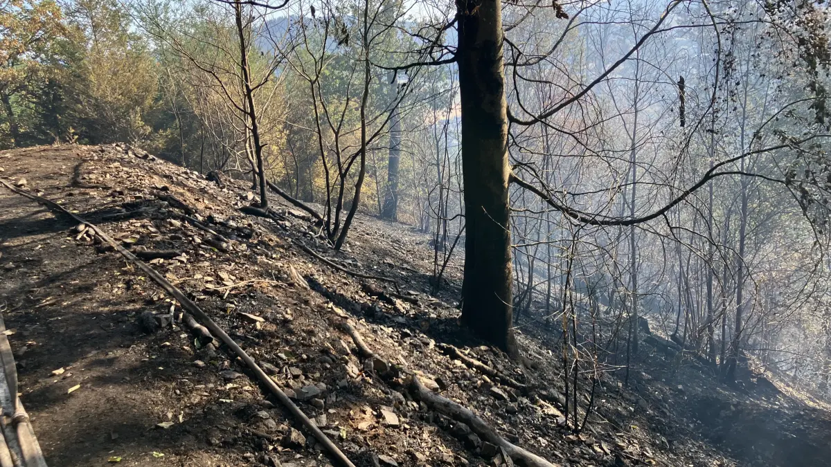 Rauchender Hang nach dem Waldbrand in Zell