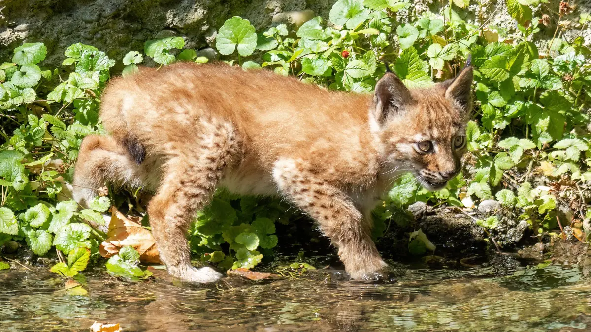 Im Tierpark Lange Erlen gibt es bei den Luchsen Nachwuchs zu sehen. Schon im November oder Dezember soll ein Tier in Deutschland ausgewildert werden.