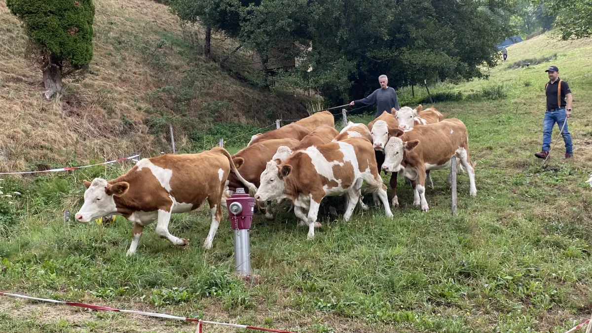 Viehabtrieb in Lütschenbach - die Tiere finden auf den dürren Wiesen kein Futter mehr.