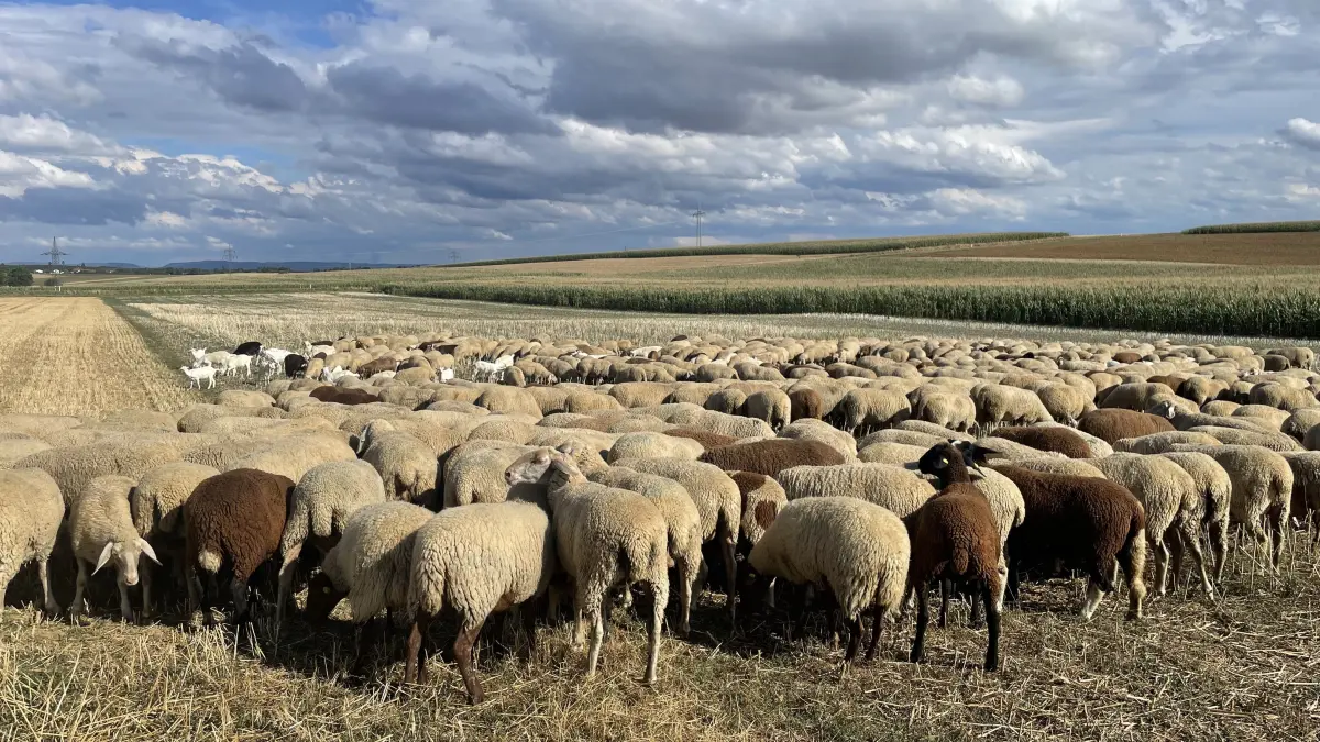 Die Schaf- und Ziegenherde von Aaron Mauch genießt den Futterplatz auf einem abgeernteten Feld.