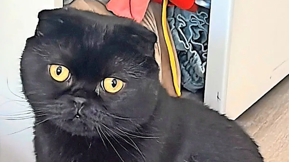 Kater "Michi" wird schwer vermisst.