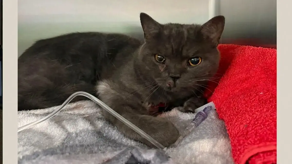 Die Polizei sucht via Internetaufruf nach den Besitzern dieser bei einem Unfall verletzten Katze.