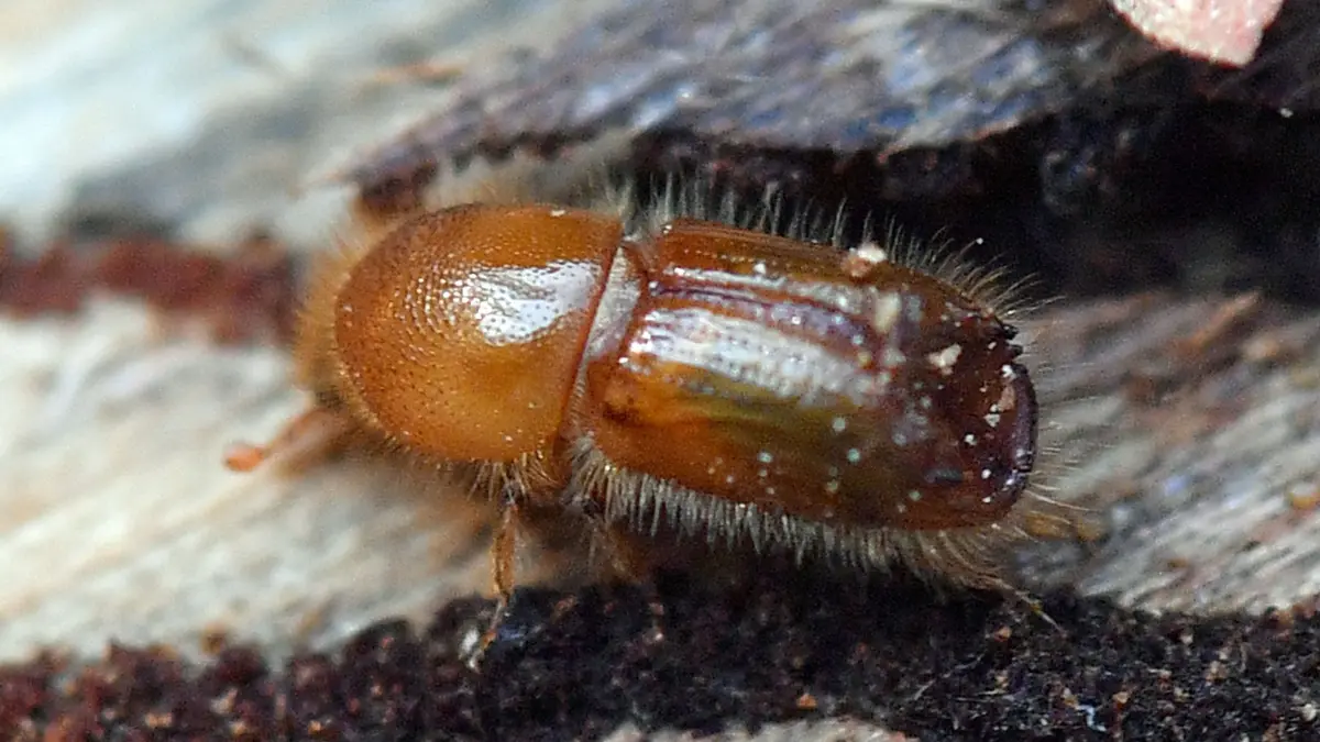 Borkenkäfer