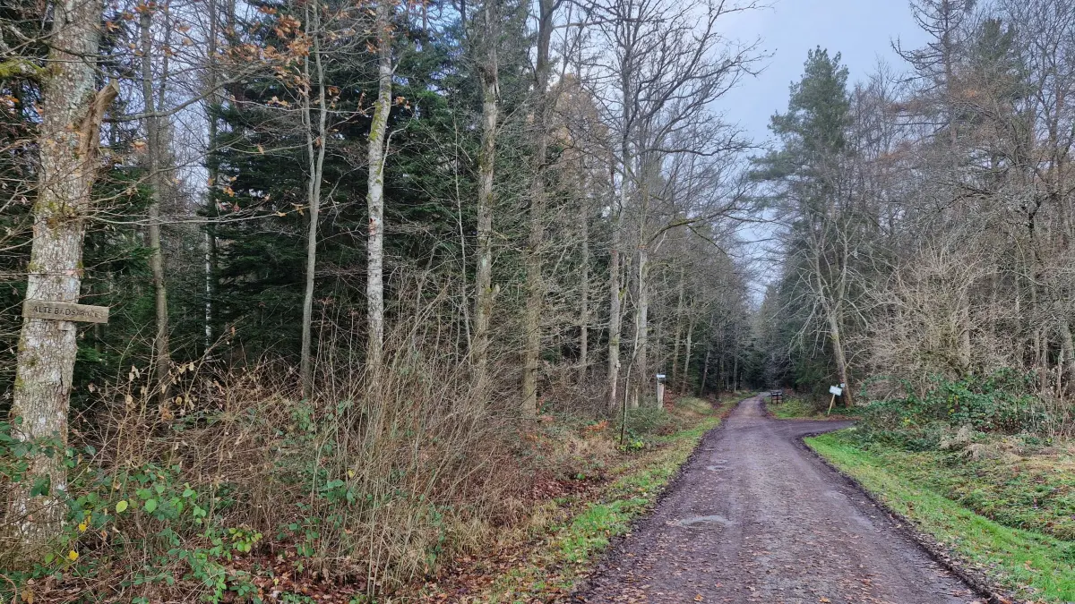Die zunehmende Trockenheit macht dem Wald zu schaffen – auch in Siehdichführ.