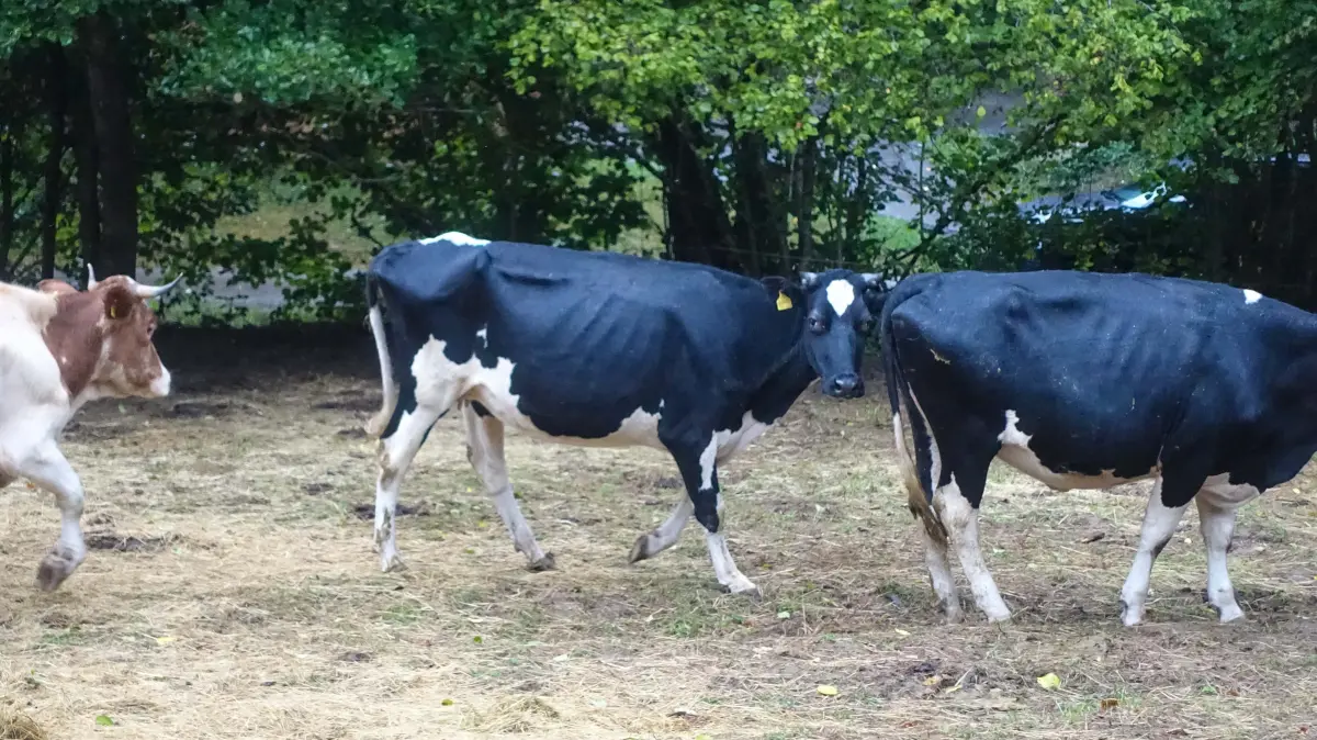 Deutlich abgemagerte Rinder aus dem behördlich aufgelösten Tierbestand. Bei der Bestandsauflösung durch das Veterinäramt wiesen die Mehrzahl der Tiere einen mangelhaften Ernährungs- und Gesundheitszustand auf.