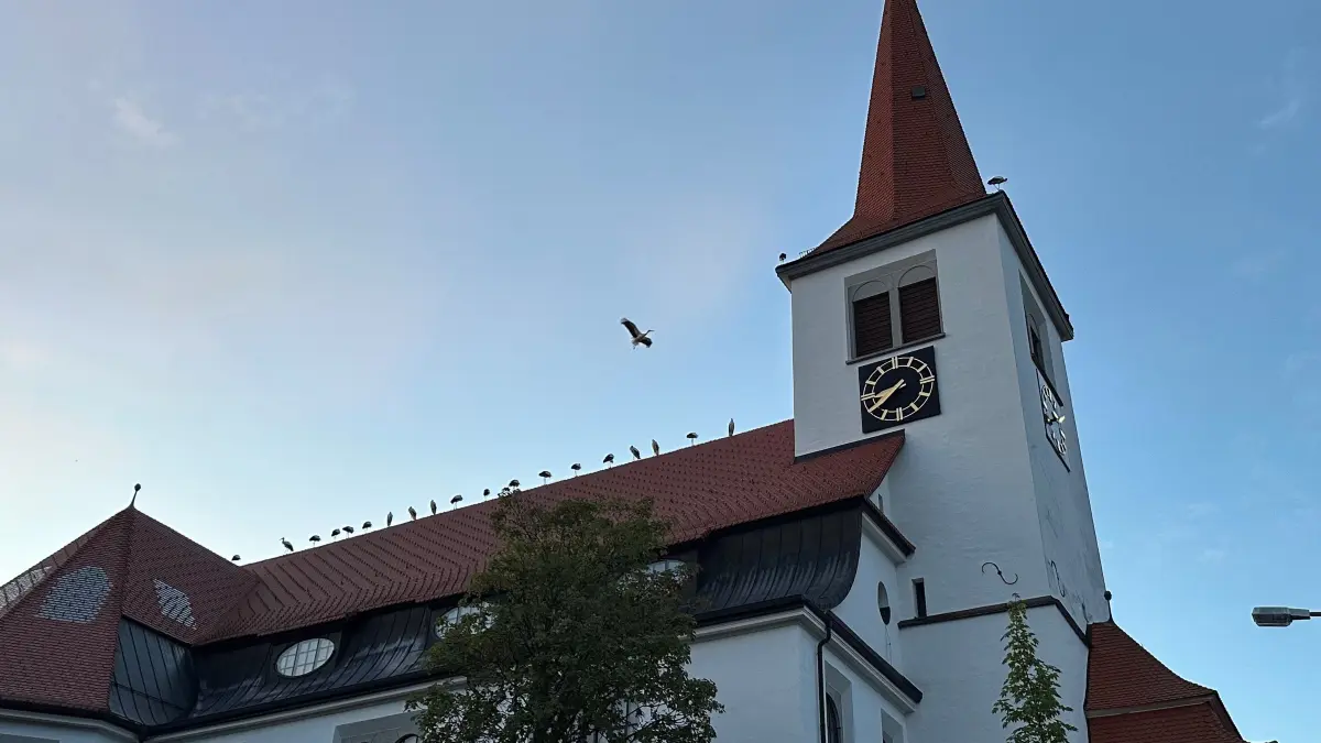 Störche Kirche Schonach