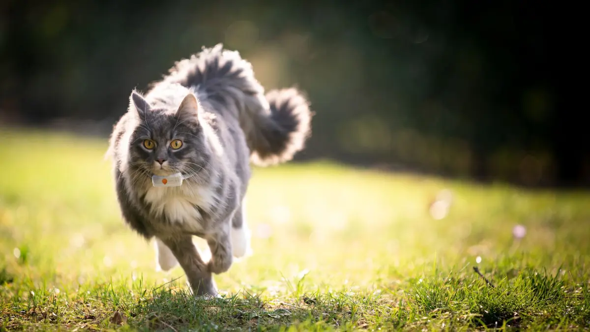 Neue Katzen-Revieranalyse von Weenect: Der DACH-Raum zeigt Europas ganze Bandbreite an Katzenleben, vom größten Revier bis zu den ruhigsten Nächten