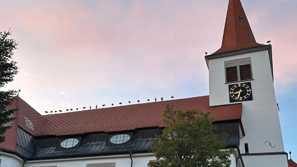 Abendstimmung über der Kirche St. Urban in Schonach – und mittendrin ein Schwarm Störche.