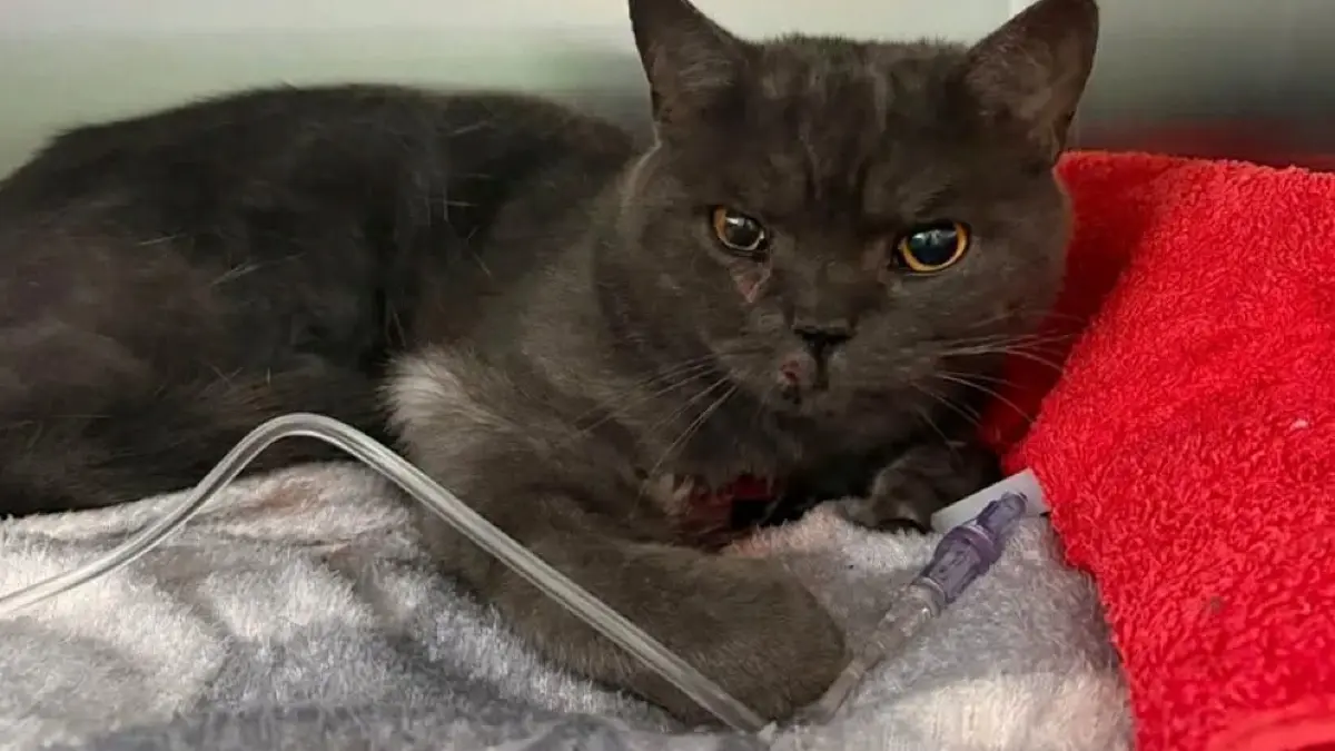 Die Besitzer der bei einem Unfall verletzten Katze haben sich bei der Polizei gemeldet.