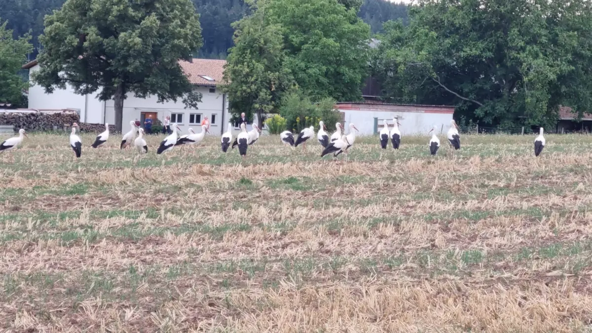 Störche in Beihingen