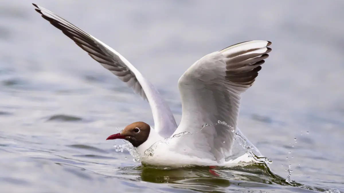 Eine Lachmöwe (Chroicocephalus ridibundus) im Prachtkleid: Als äußerst anpassungsfähiger und geselliger Vogel besiedelt sie Flachgewässer im Binnenland ebenso wie die Küstenregionen. (Symbolfoto)