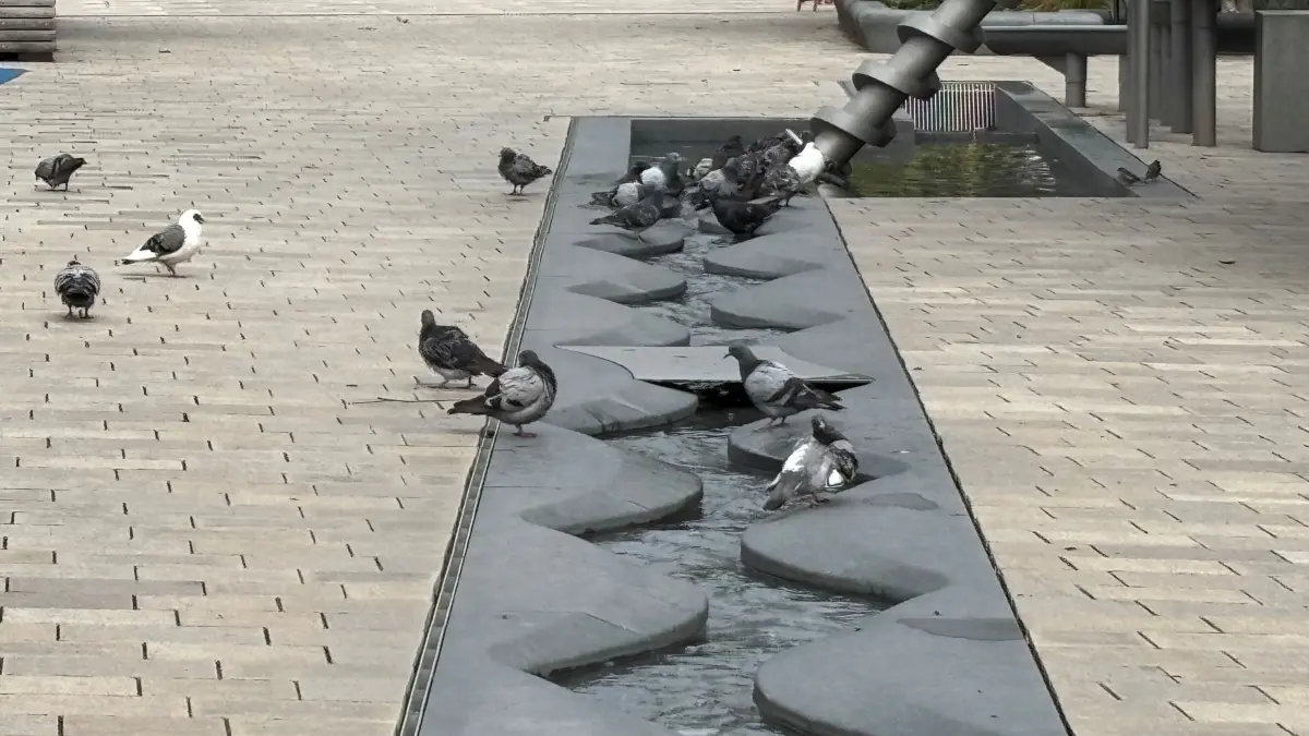 Der künstliche Bauchlauf auf dem Obertorplatz ist nicht nur bei Kindern beliebt. Wenn die Stadttauben seit einer halbe Ewigkeit Durst leiden, sind sie die ersten Gäste.