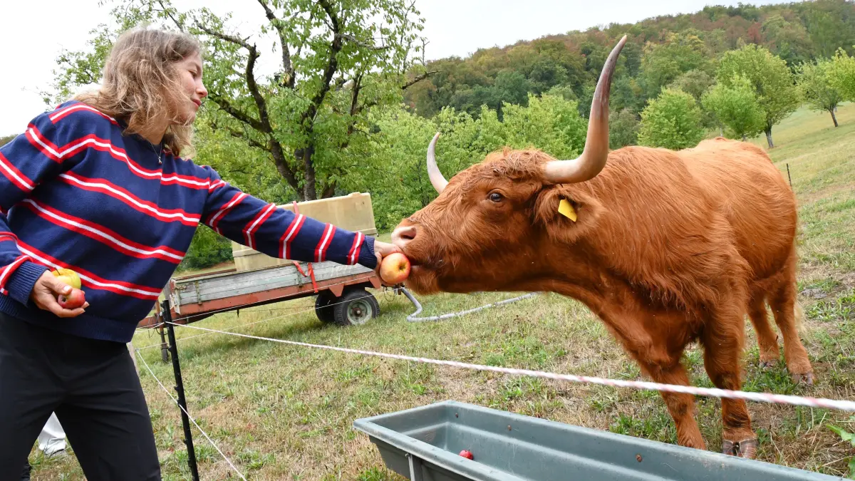 Die Besucher des Lörracher Seniorensommers erhielten Einblicke in die Arbeit im Familienbetrieb Baloh auf dem Maienbühl. Hier füttert Landwirtin Annkathrin Tachtler ein Schottisches Hochlandrind.