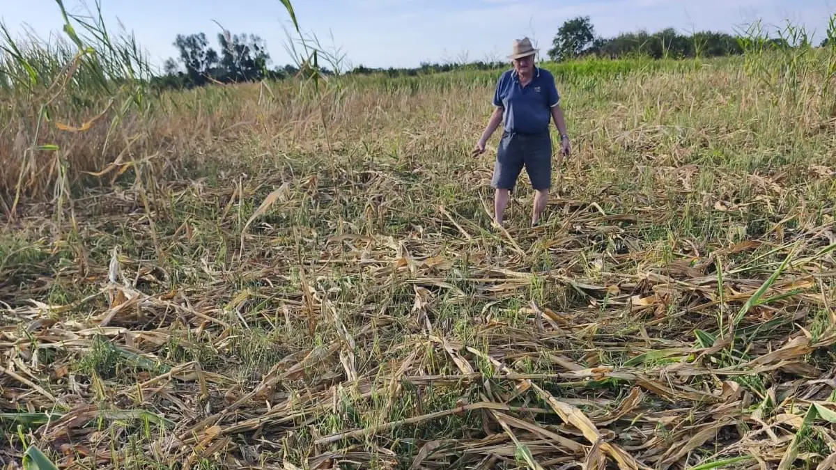 Der Landwirt Horst Erb inmitten seines zerstörten Maisfelds. Wildschweine haben sich an den Kolben bedient. Noch nie sei der Schaden so hoch gewesen.