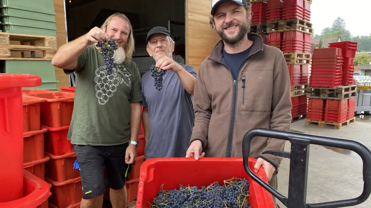 Auch beim Weingut Blankenhorn in Schliengen gab es einen Lesefrühstart (von links): Andreas Trefzer, Patrick Waiz und Kellermeister Christoph Fischer mit frischen Pinot-Noir-Trauben.