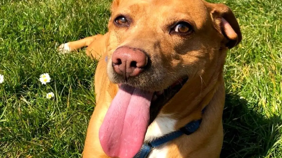 Das Halten von Hunden im Gebiet der Stadt Weil am Rhein ist grundsätzlich steuerpflichtig: Hier hat es sich Hündin Bonnie auf Weiler Gemarkung bequem gemacht.