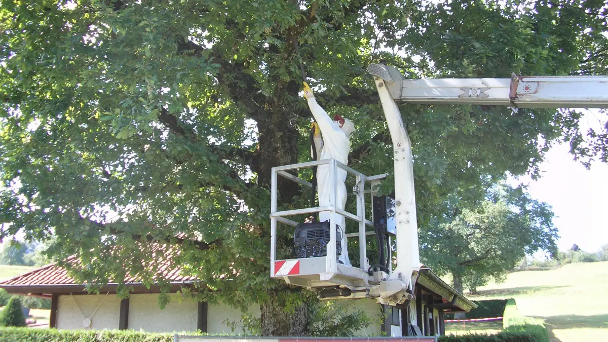 Ein Mitarbeiter der Firma Höllstern bei der Entfernung eines Nestes des Eichenprozessionsspinners am Friedhof Neusatz.