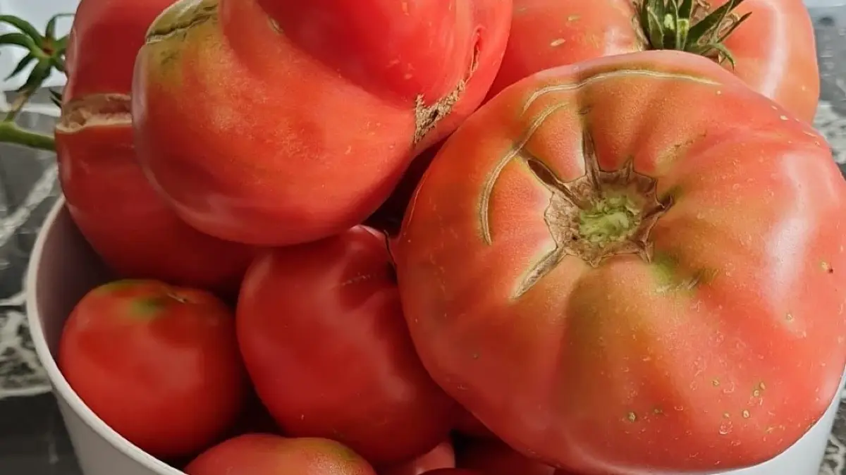 Rezo Basar Burladingen Tomaten