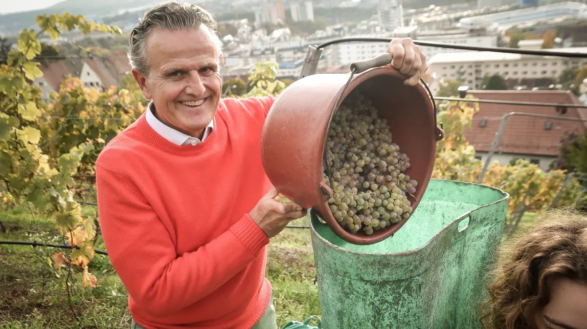 OB Dr. Frank Nopper bei der Weinernte in Stuttgart. Er kommt am 18. September mit interessanten Themen als Weinredner nach Nagold.