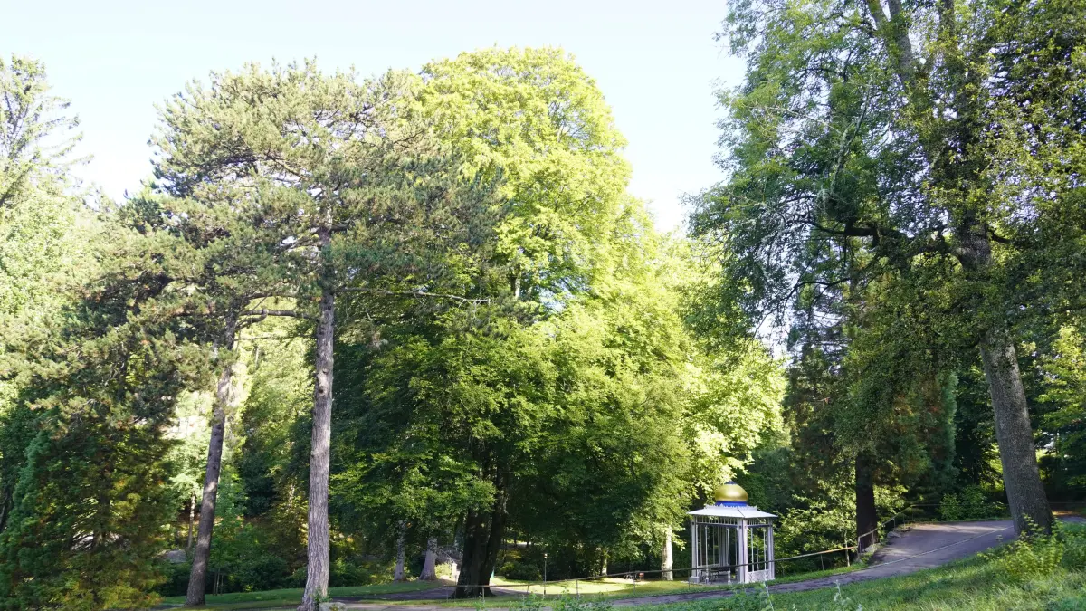 Im Vergleich zu anderen Artgenossen, leidet die große Buche beim Maurischen Pavillon im Kurpark, nicht so sehr unter der Trockenheit.