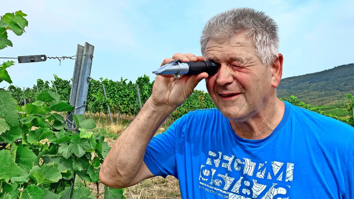 Richard Kopf, seit 20 Jahren Vorsitzender der WG Friesenheim. erkennt ein Mostgewicht von 82 Öchsle in der Spätburgundertraube. Das Eigengewicht der Frucht dürfte noch zulegen.