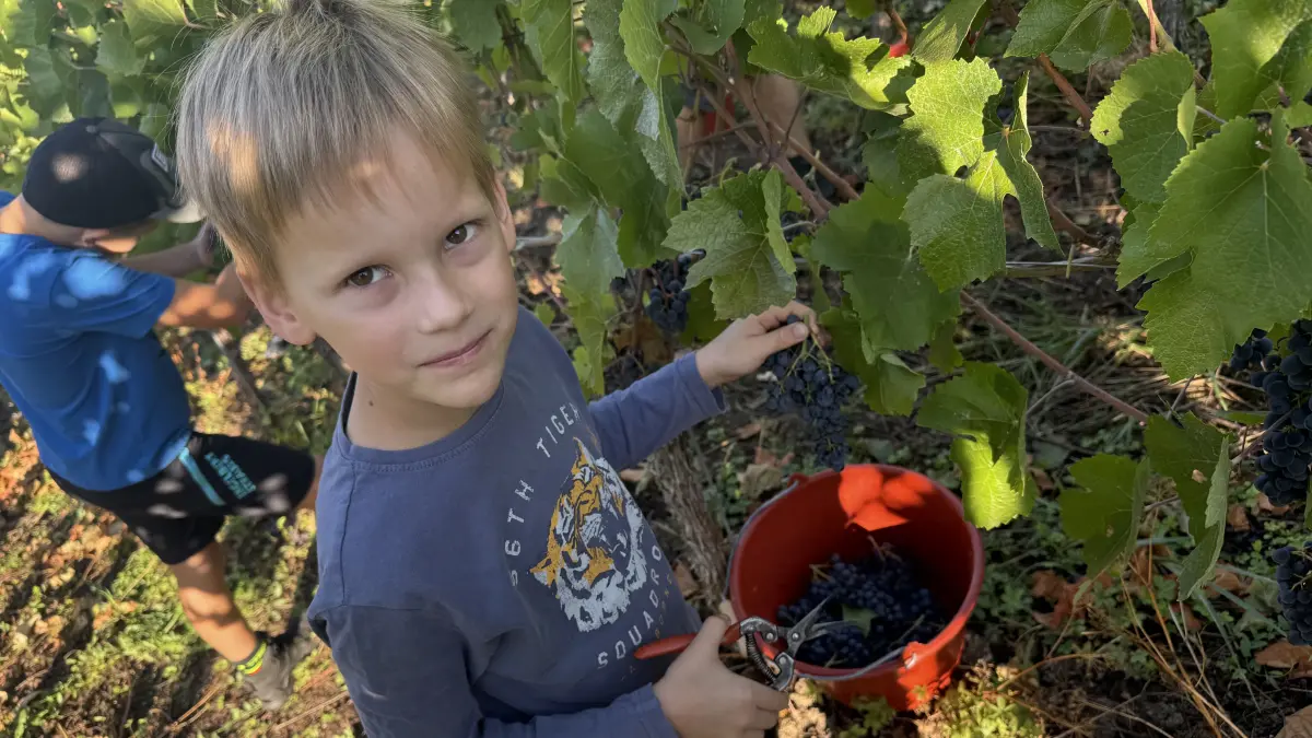 Traube für Traube wandert bei der Weinlese in Haltingen in den Eimer. Weil noch Schulferien sind, helfen auch die Kinder mit.