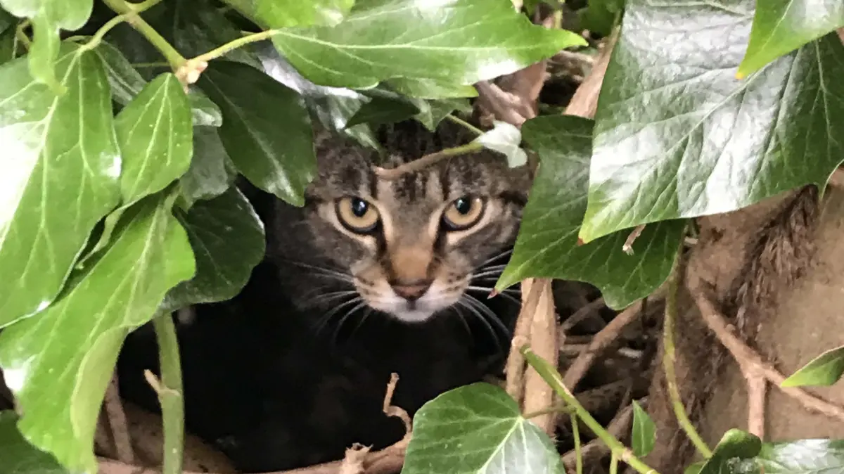 Eine Katze schaut aus einem Baum hervor. Auch in Talheim saß eine Katze auf einem Baum fest und kam nicht mehr herunter.