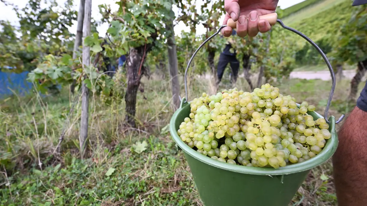 Weinlese im Südwesten: ARCHIV - 13.09.2024, Baden-Württemberg, Strümpfelbach: Ein Winzer erntet Weintrauben. In Baden-Württemberg hat die Weinlese begonnen. (zu dpa: «Rutschige Fahrbahn durch Traubensaft») Foto: Bernd Weißbrod/dpa +++ dpa-Bildfunk +++