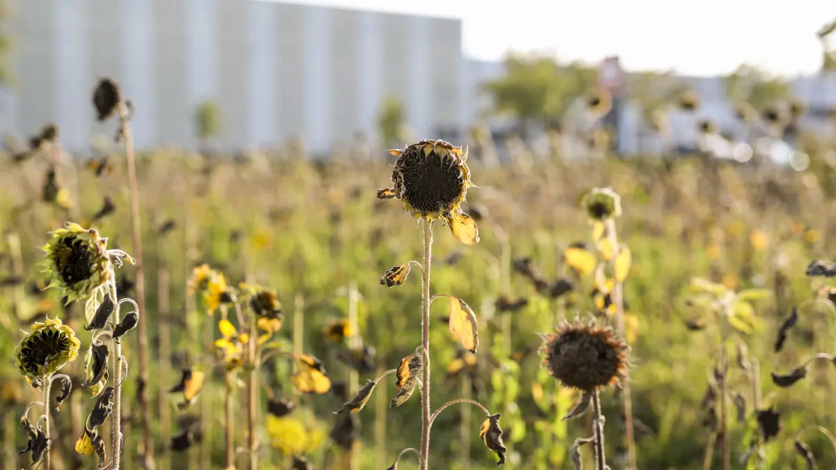 Sonnenblumen Villingen Symbolbild Hitze Sommer 2026