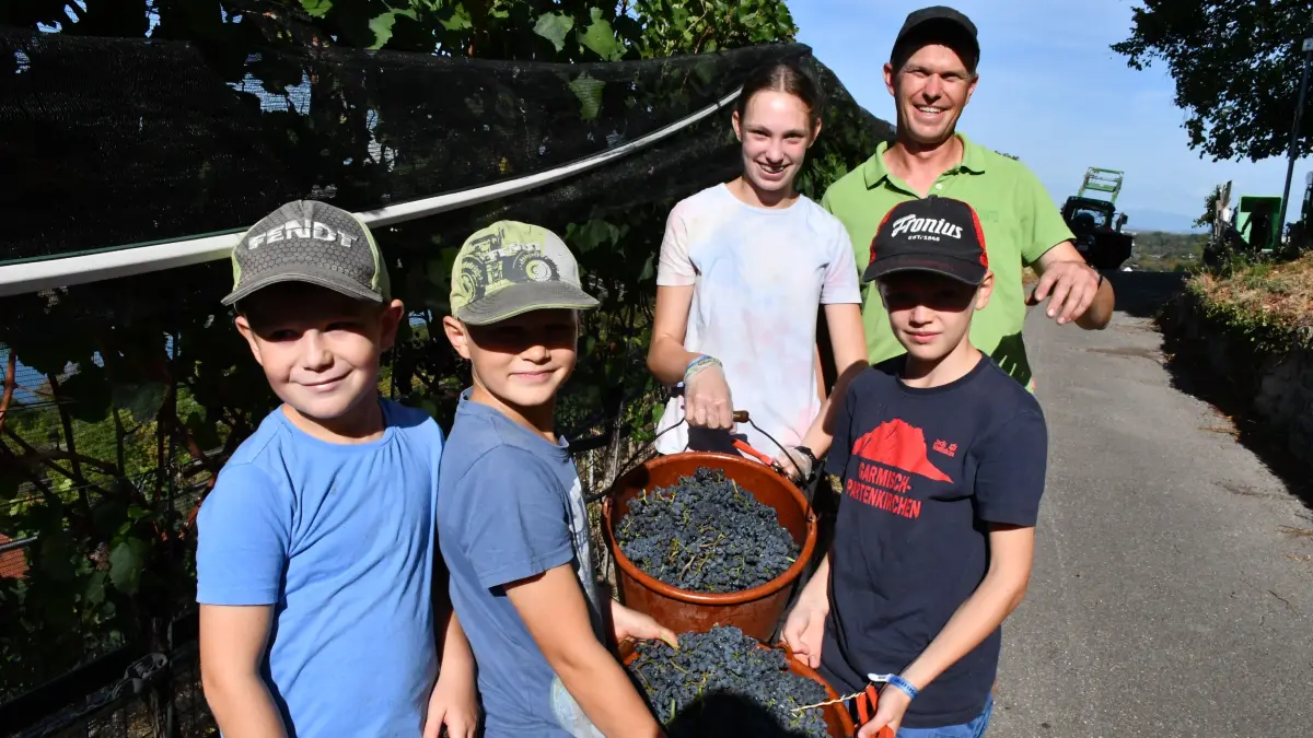 Winzer Michael Lang mit einigen jungen Helfern bei der Weinlese am Grenzacher Hornfelsen.