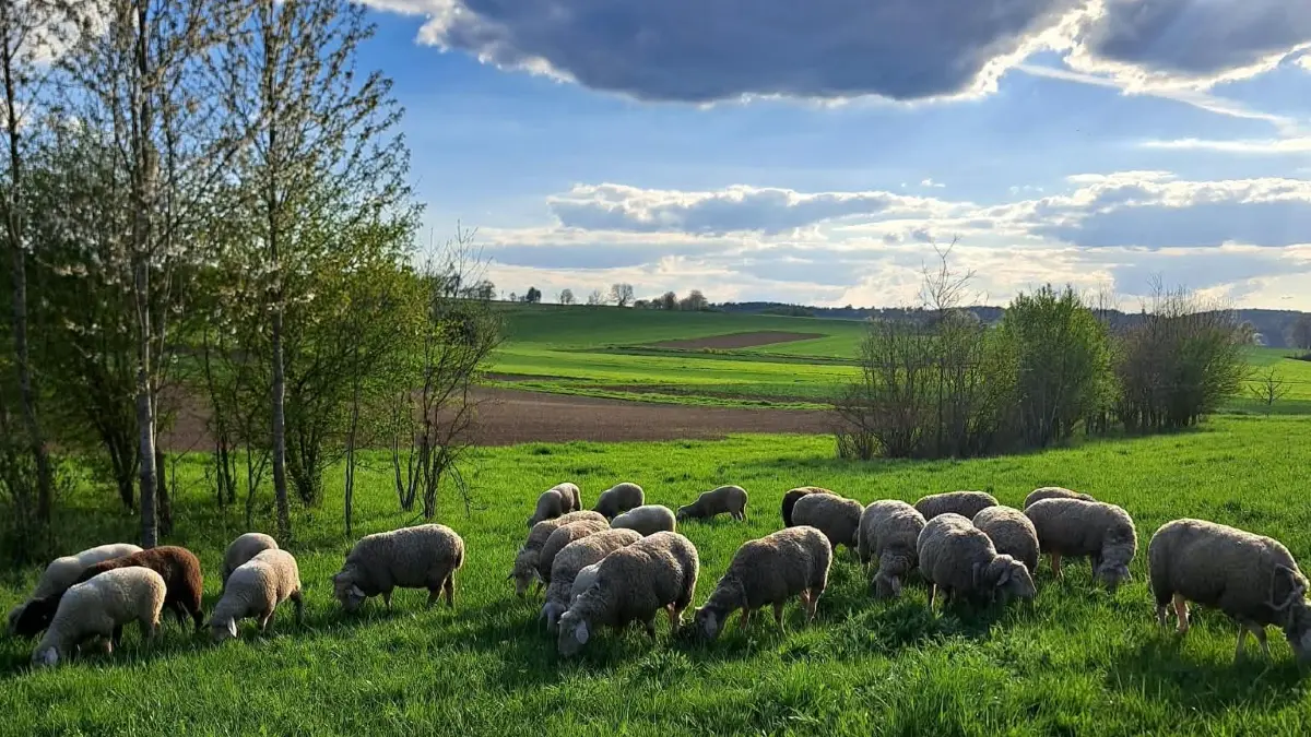 Schafe beweiden die Flächen um Regenüberlaufbecken der Gemeinde Eutingen. Sie schonen die Natur und die Gemeindekasse.
