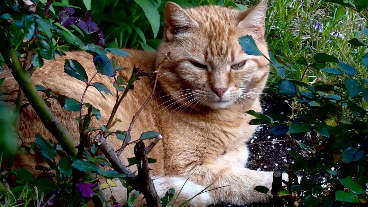 In Neubulach gibt es seit Juni eine Katzenschutzverordnung – Neuweiler, Bad Teinach-Zavelstein und Oberreichenbach ziehen bislang nicht nach.