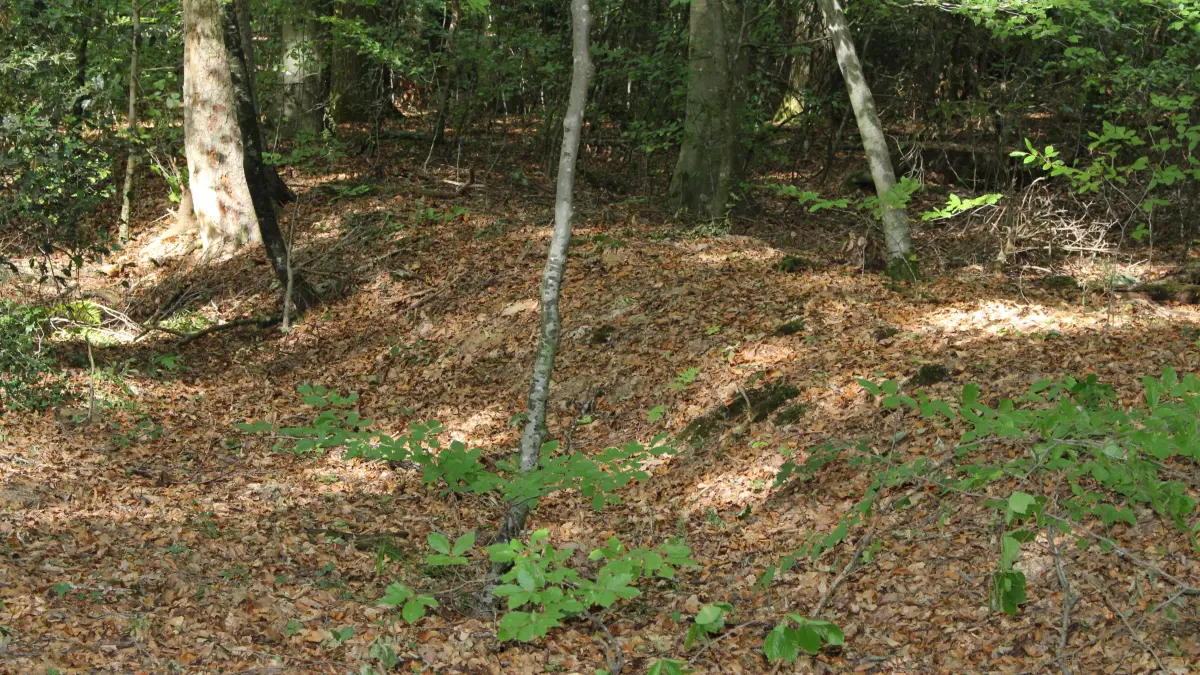 Wer den Erdwall mit GRaben im Wald auf dem Rührberg erkunden will, muss genau hinsehen.