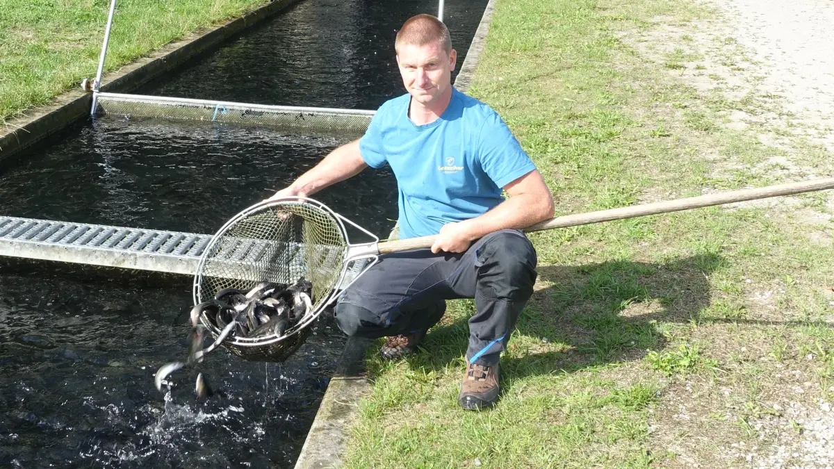 Die Portionsforellen, die Niko Letscher im Kanal der Zuchtanlage „Unterer Lautenbach“ in Oberndorf-Aistaig im Kescher hat, müssen noch ein bisschen wachsen.