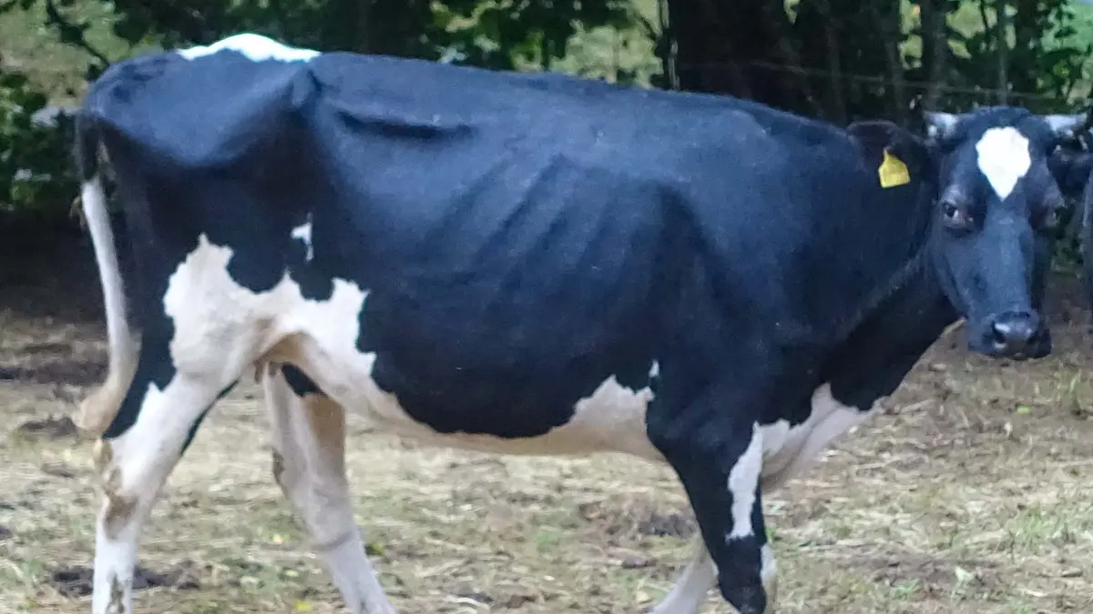 Ausgezehrt: 55 Tiere wurden vergangene Woche von einem Hof in Enkenstein gerettet