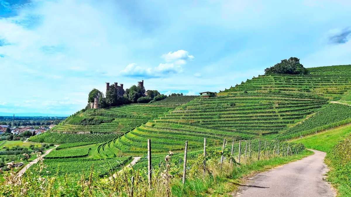 Blick auf Schloss Ortenberg Weinberg Wein Reben