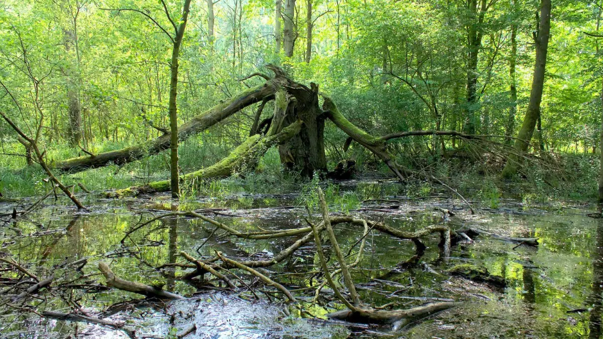 Für einen Larvenschlupf der Auwaldstechmücken bräuchte es wie hier zu sehen Überschwemmungen. In einem so trockenen Jahr wie diesem verharren die Larven in den Eiern.