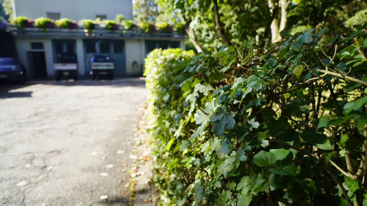 Grüne Hecken, wie diese bei der Kurgärtnerei, wünschen sich viele Gartenbesitzer.